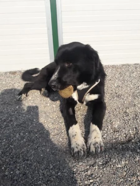 Dorian splendido border collie in canile  | Foto 0