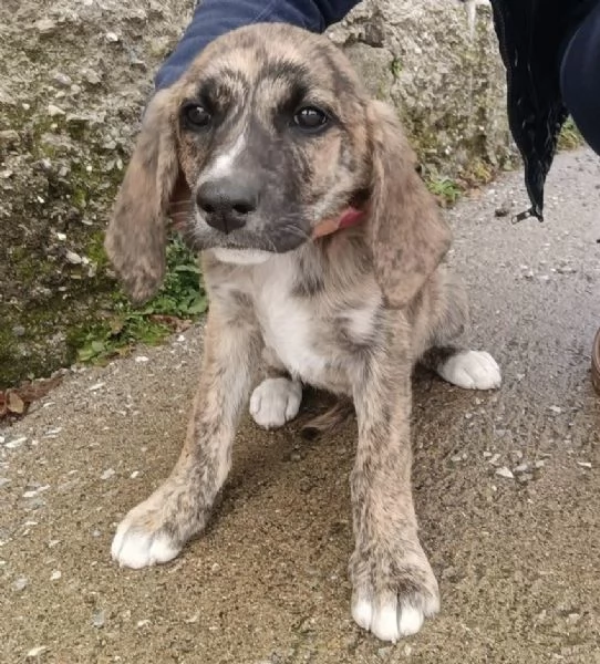 Adozione splendida cucciola mix segugio 3 mesi