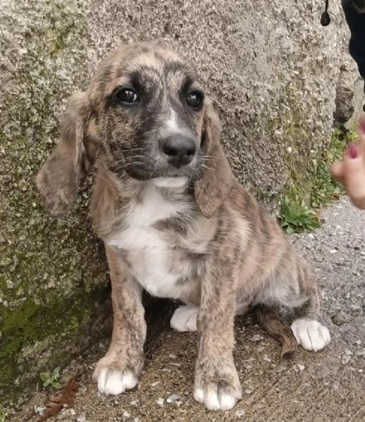 Adozione splendida cucciola mix segugio 3 mesi | Foto 3