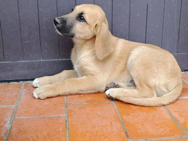 Splendido cucciolo mix segugio 3 mesi | Foto 3