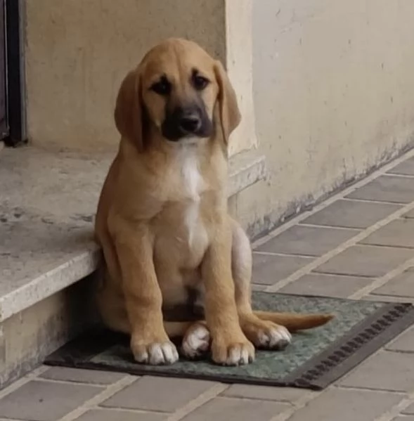 Splendido cucciolo mix segugio 3 mesi | Foto 0