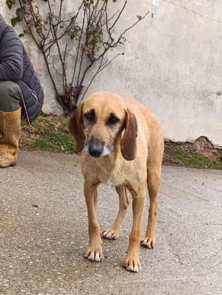 Adozione urgente dolcissima segugina  | Foto 4