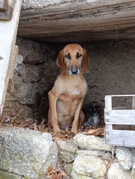 Adozione urgente dolcissima segugina  | Foto 2