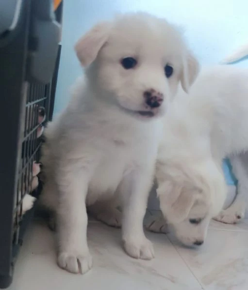 Adozione lolly dolce cucciola bianca simil labrador di 2 mesi taglia medio die  | Foto 6