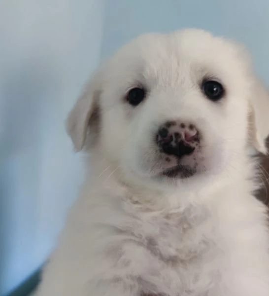 Adozione lolly dolce cucciola bianca simil labrador di 2 mesi taglia medio die 