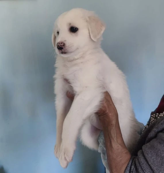 Adozione lolly dolce cucciola bianca simil labrador di 2 mesi taglia medio die  | Foto 5