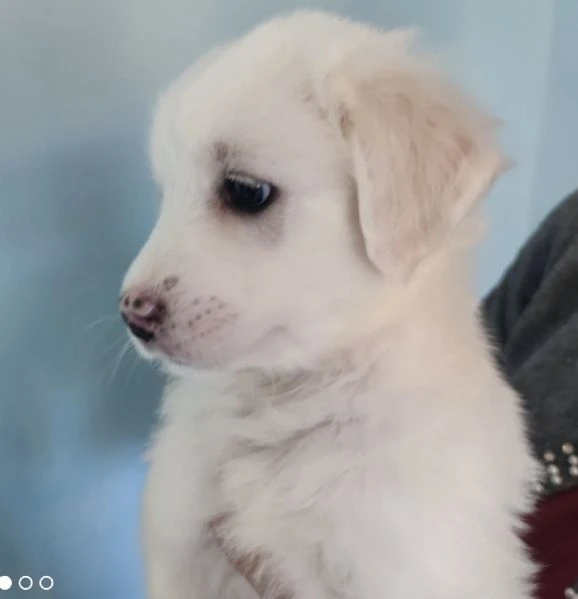 Adozione lolly dolce cucciola bianca simil labrador di 2 mesi taglia medio die  | Foto 3