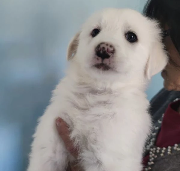 Adozione lolly dolce cucciola bianca simil labrador di 2 mesi taglia medio die  | Foto 2