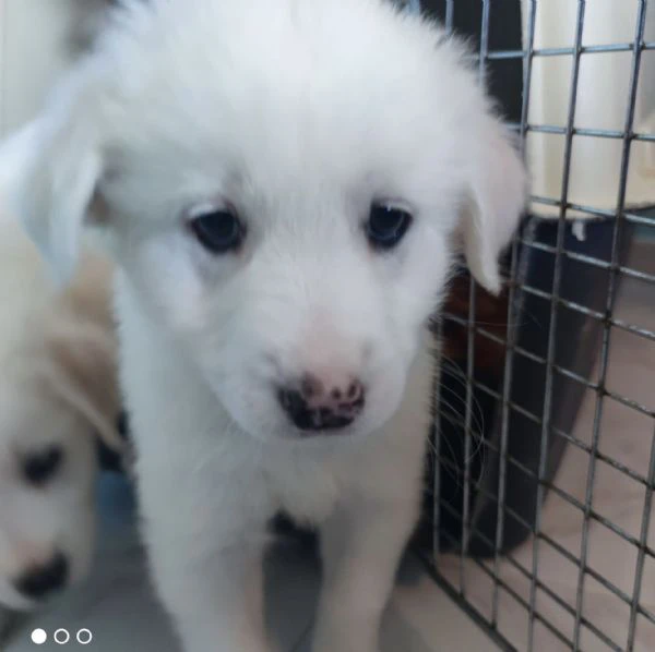 Adozione lolly dolce cucciola bianca simil labrador di 2 mesi taglia medio die  | Foto 0