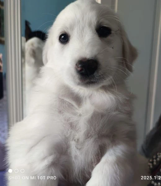 Brigitte dolce cucciola 2 mesi taglia medio grande simil Labrador 