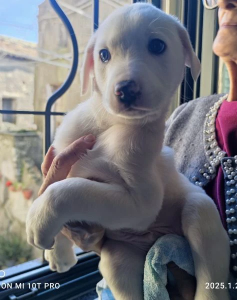 Coby splendido maschietto 2 mesi taglia medio grande rischio Labrador 