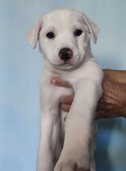 Coby splendido maschietto 2 mesi taglia medio grande rischio Labrador  | Foto 4