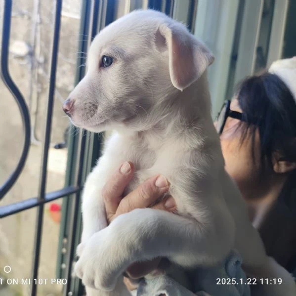 Coby splendido maschietto 2 mesi taglia medio grande rischio Labrador  | Foto 3