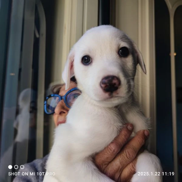 Coby splendido maschietto 2 mesi taglia medio grande rischio Labrador  | Foto 2