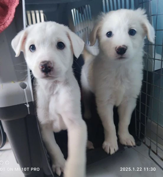 Coby splendido maschietto 2 mesi taglia medio grande rischio Labrador  | Foto 1