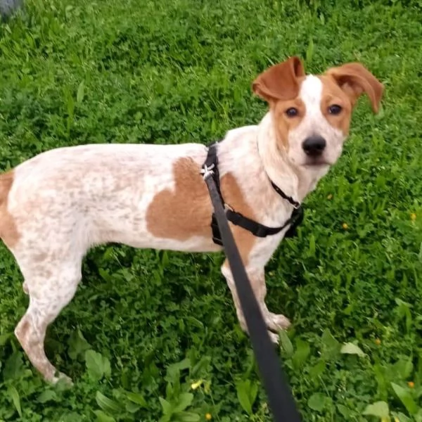 Adozione dolcissimo cucciolo simil jack Russell 5 mesi tg media 