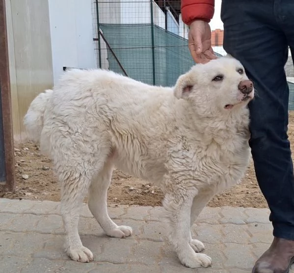 Gedeone buonissimo maremmano 3 anni  | Foto 5