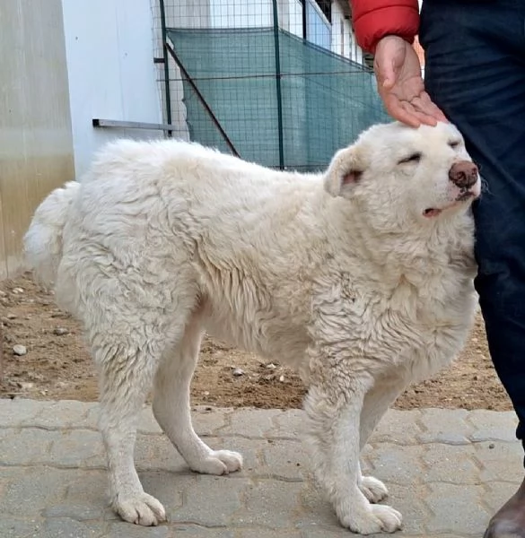 Gedeone buonissimo maremmano 3 anni  | Foto 1