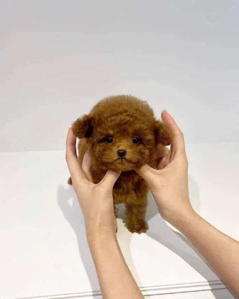 Cuccioli di barboncini toy | Foto 0