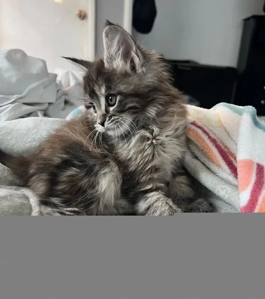 Disponibili Cuccioli di Maine coon | Foto 0