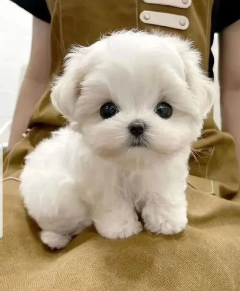 DUE MALTESE CUCCIOLI