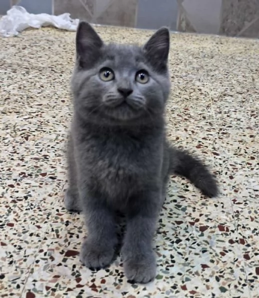 Cuccioli di british shorthair 