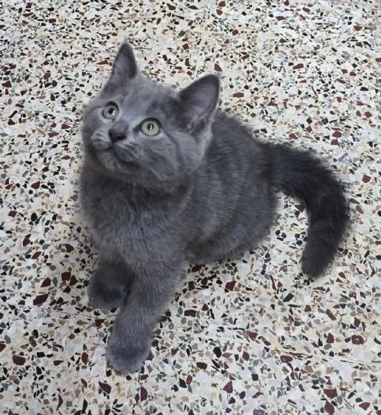 Cuccioli di british shorthair  | Foto 0