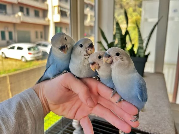 Inseparabili allevati a mano