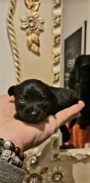 Cucciola Malitpoo nera toy | Foto 1