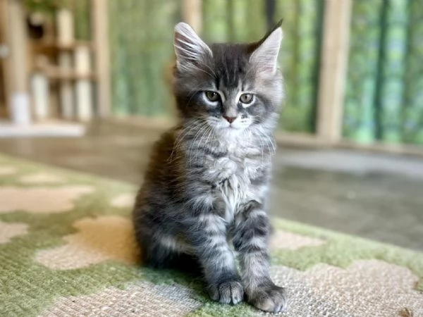 Cucciola di razza Maine Coon