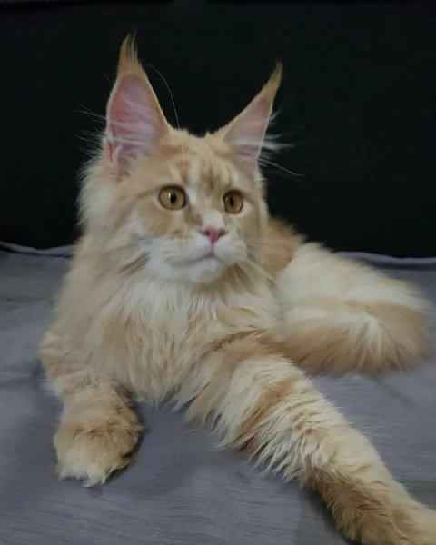 Maine Coon cuccioli pedigree