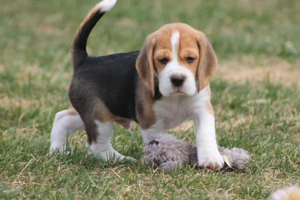 CUCCIOLI DI BEAGLE | Foto 0