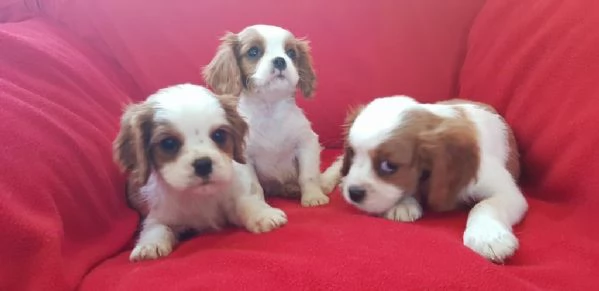 regalo cuccioli di Cavalier King maschi e femmine