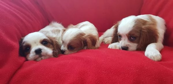 regalo cuccioli di Cavalier King maschi e femmine | Foto 1