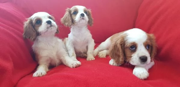 regalo cuccioli di Cavalier King maschi e femmine | Foto 0