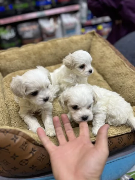 regalo cuccioli di Maltese maschi e femmine