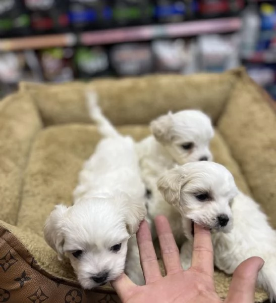 regalo cuccioli di Maltese maschi e femmine | Foto 2