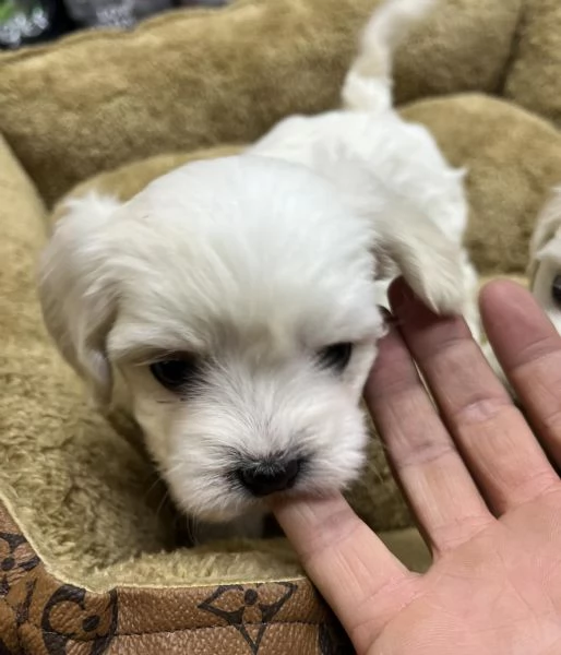 regalo cuccioli di Maltese maschi e femmine | Foto 1