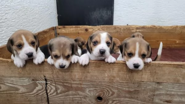 Regala dei cuccioli di Beagle