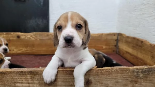 Regala dei cuccioli di Beagle | Foto 2