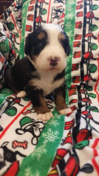 Cuccioli Bovaro del Bernese