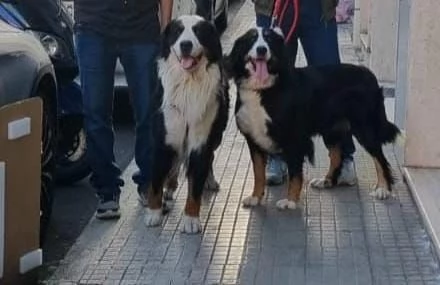 Cuccioli Bovaro del Bernese | Foto 5