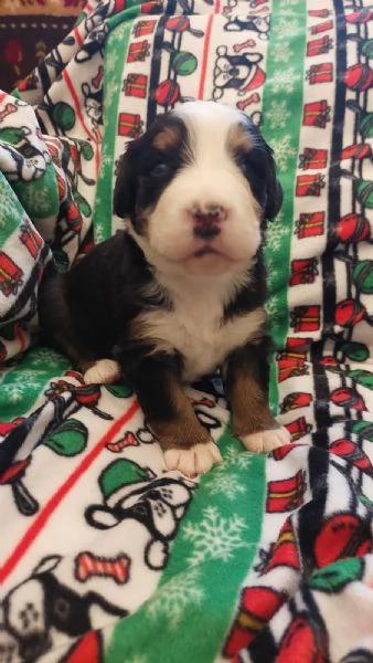 Cuccioli Bovaro del Bernese | Foto 4