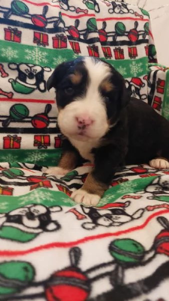 Cuccioli Bovaro del Bernese | Foto 3