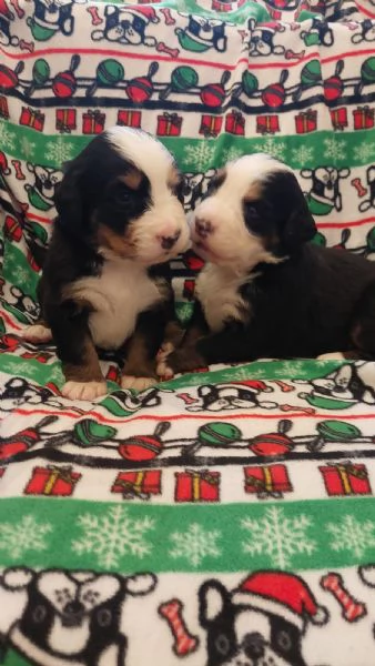 Cuccioli Bovaro del Bernese | Foto 2