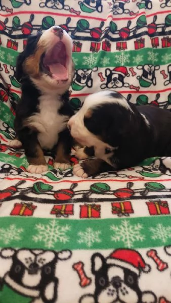 Cuccioli Bovaro del Bernese | Foto 1