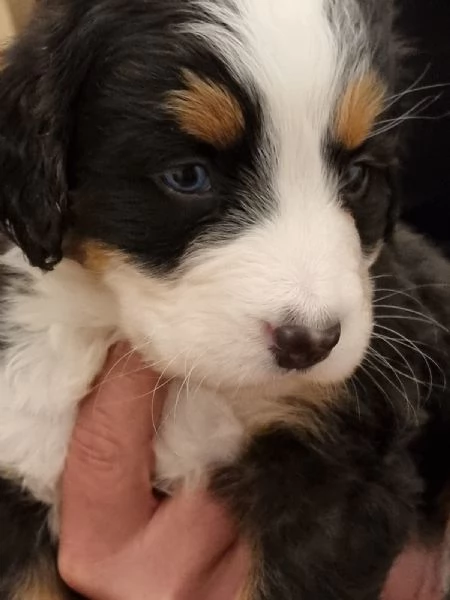 Cuccioli Bovaro del Bernese | Foto 1