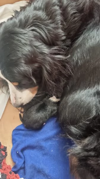 Cuccioli Bovaro del Bernese | Foto 0