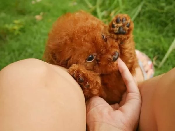 Cuccioli Barboncino toy