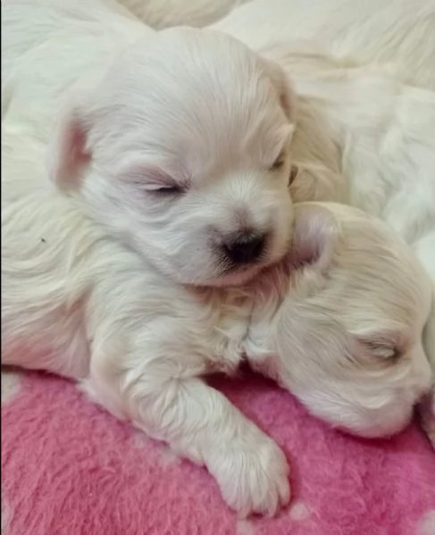 Cucciolo di maltese 